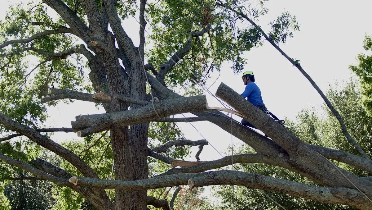 Professional Crown Thinning performed by certified arborists in Fort Kent
