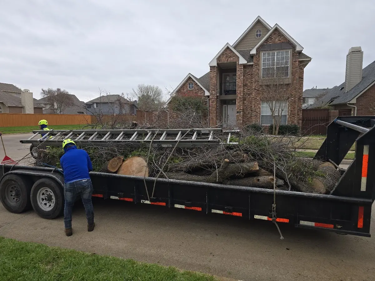 Expert Tree Removal with proper safety equipment in Fort Kent
